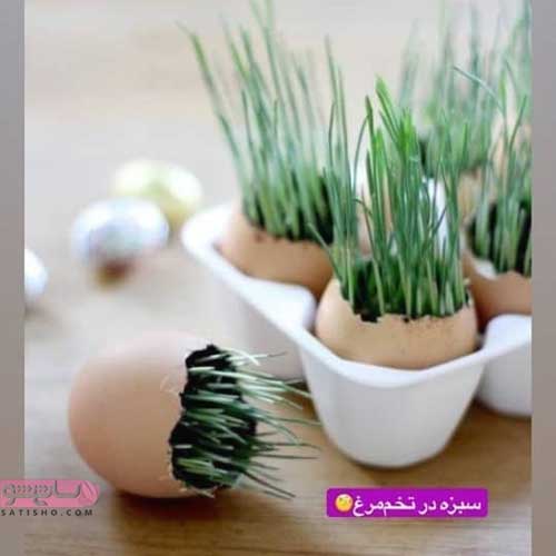 کاشت سبزه عید داخل تخم مرغ برای هفت سین