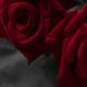 معنی گل رز قرمز چیست؟ نماد رنگ و تعداد شاخه‌های رز